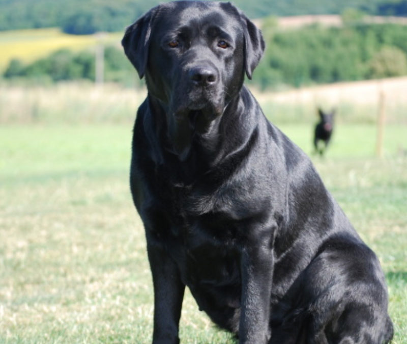 Safira úspěšně složila CANISTERAPEUTICKÉ ZKOUŠKY