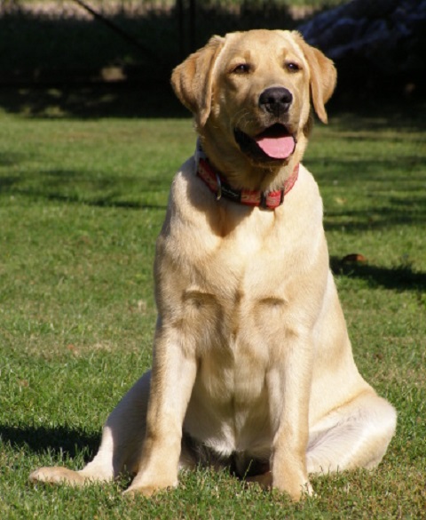 Dáreček od majitelů fenky z našeho chovu