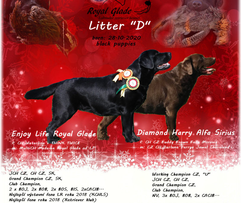 Máme černá štěňátka ze zajímavého spojení