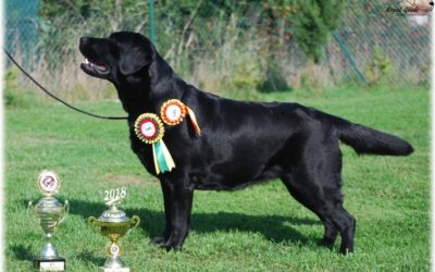 Club show of Retrievers Brno 8.- 9.9. 2018