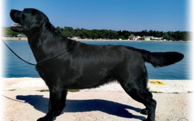 Dalmatia Dog Shows 2018