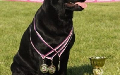 Úspěšný víkend Ebbinky – Agility Sedlec