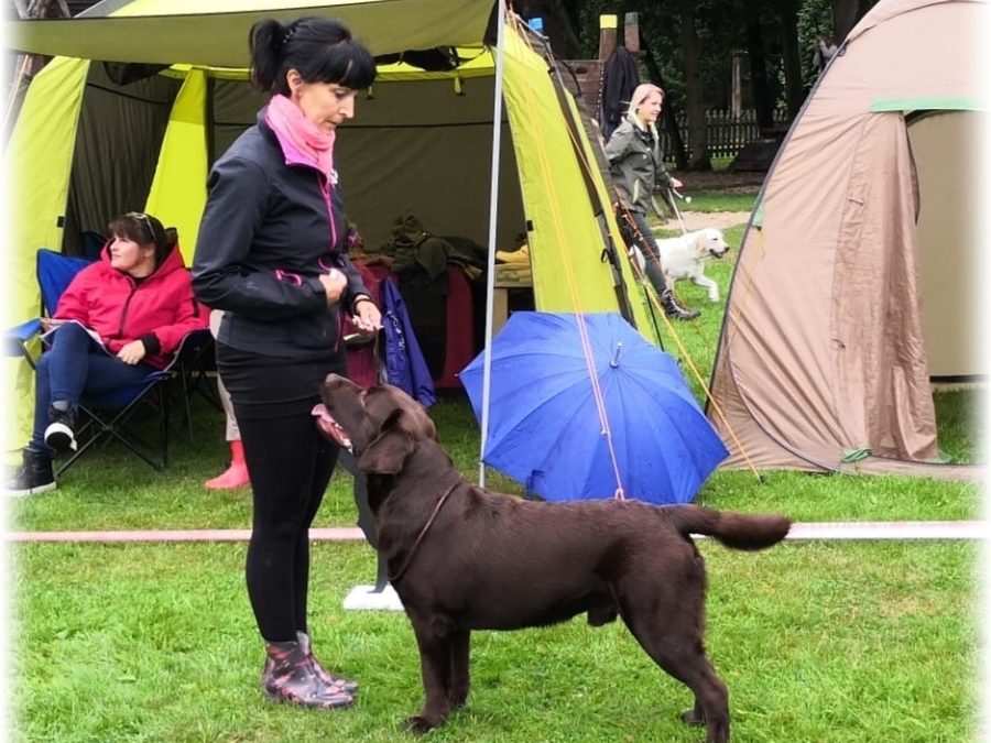 Další skvělá zpráva: Lancelot Royal Glade (Ziwa x Magoo)