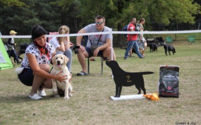 16.9.2018 SPECIAL SHOW OF RETRIEVERS KAMENNÝ MLYN (SK)