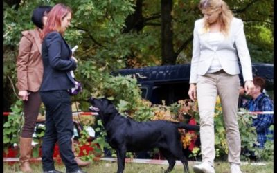 National Dog Show WARSAW