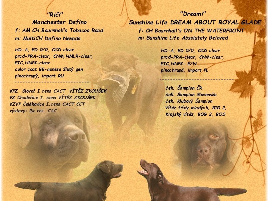 Plánujeme v lednu čokoládová štěňátka