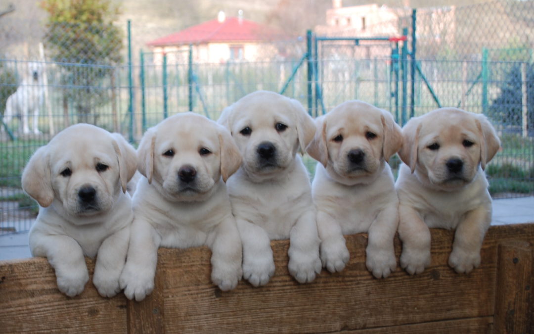 Smetanová štěňátka – všechna štěňátka jsou již zadaná !!!