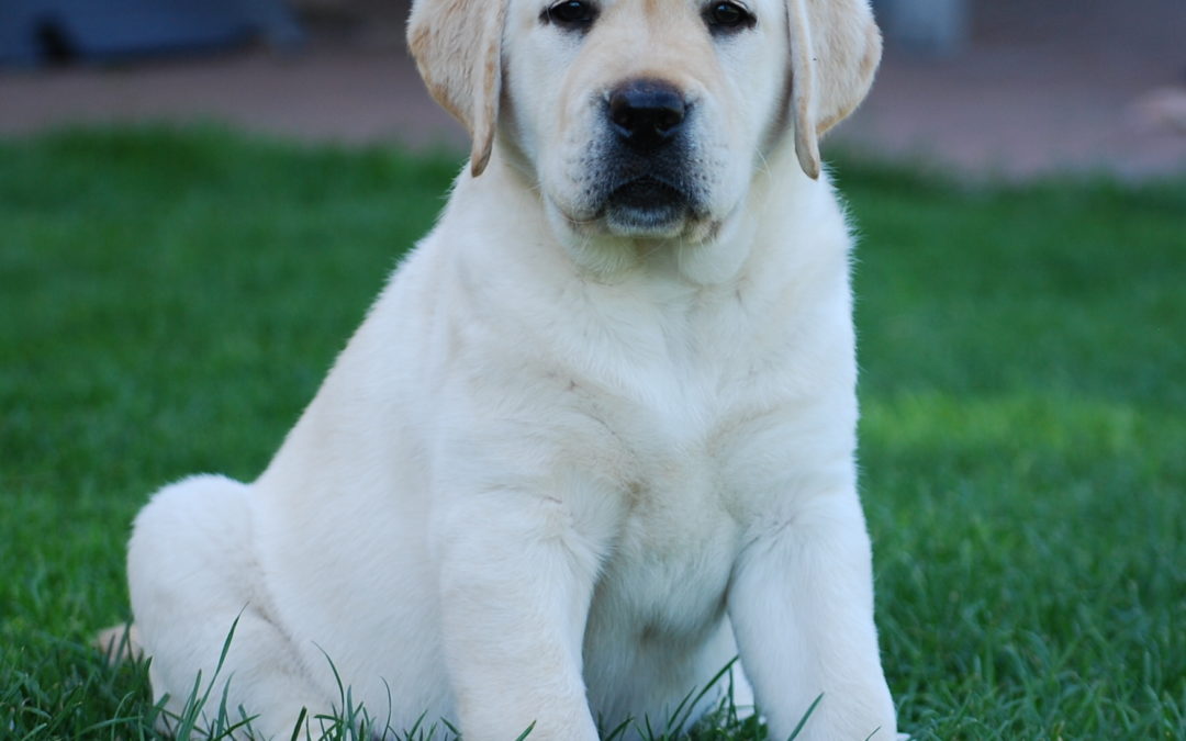 Smetanová a žlutá štěňátka labradorů!!!