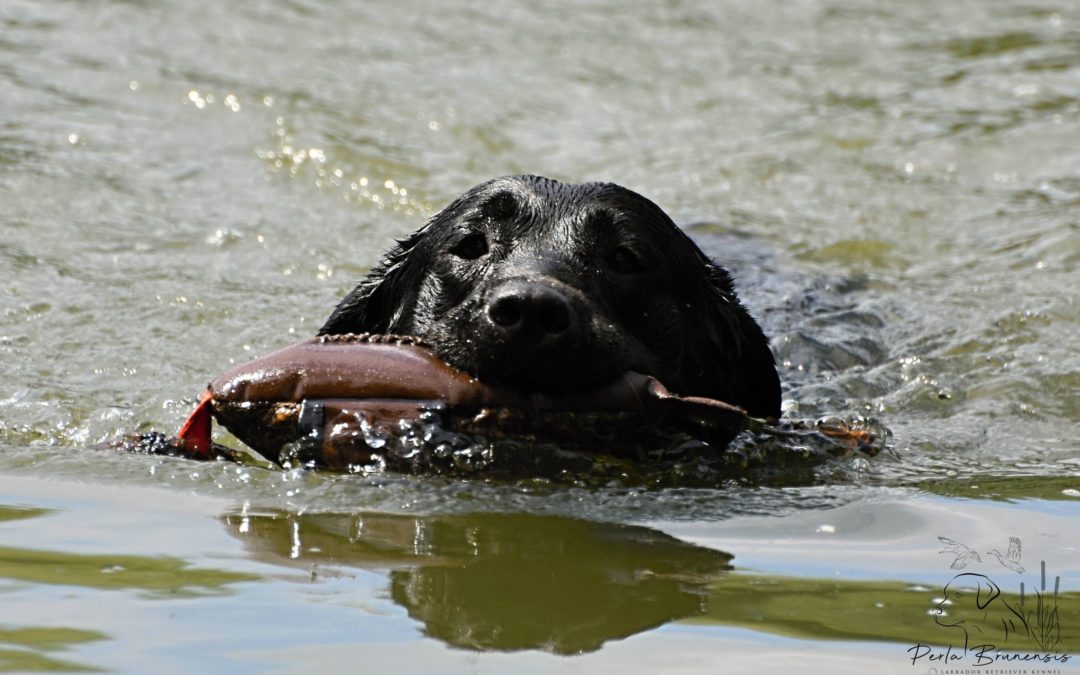 V sobotu 21.8.2021 proběhne setkání odchovů !!!