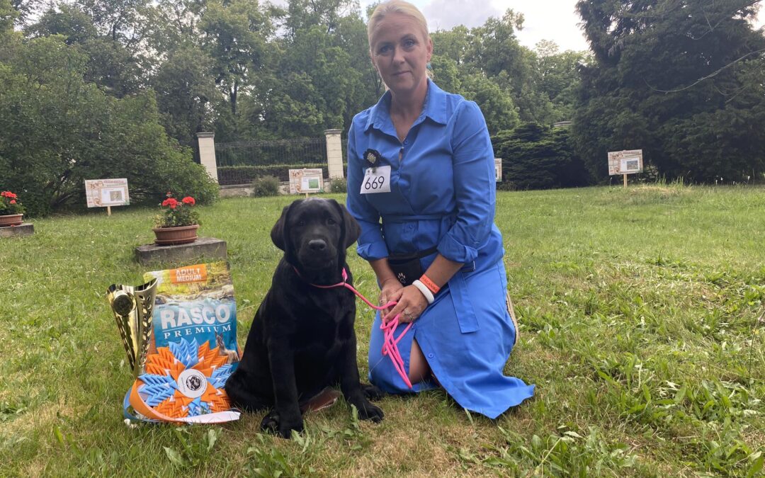 Výstavní úspěchy našeho odchovu „Sašenky“ – vrh „P“ (Verunka x Rex)