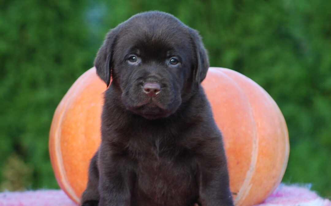 Štěňátka čokoládových labradorů – všechna jsou již v nových domovech