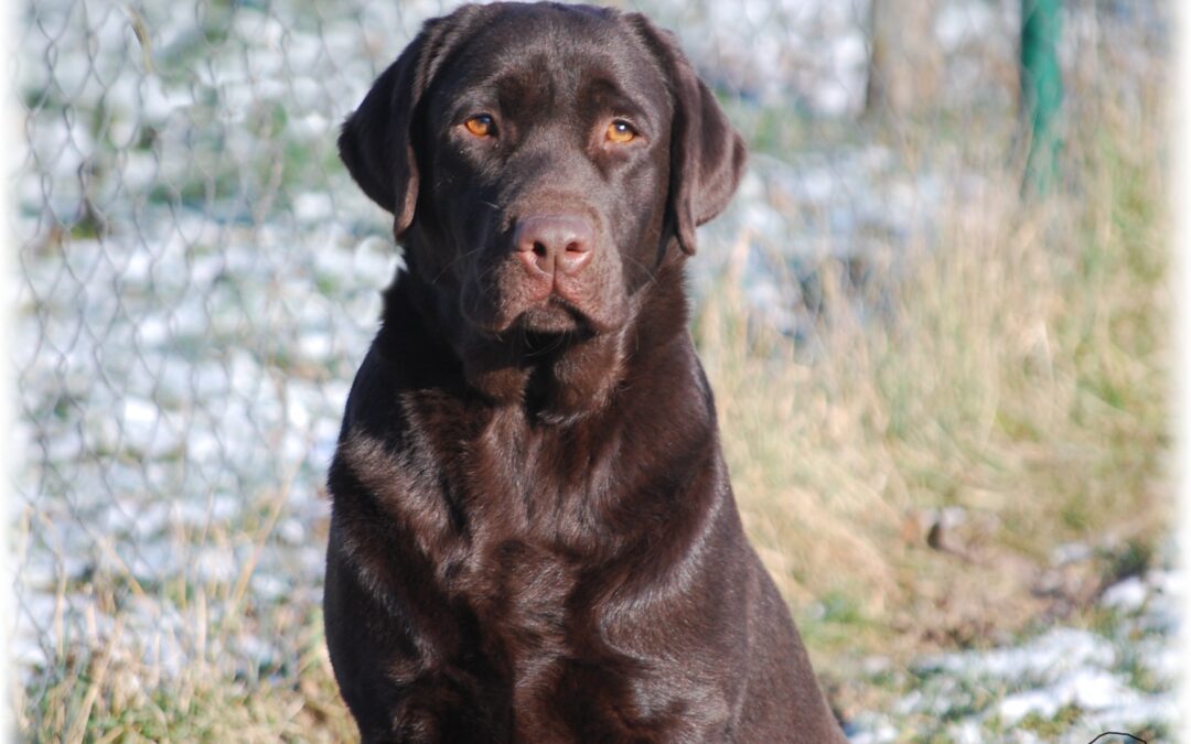 BRNĚNSKÁ NÁRODNÍ VÝSTAVA – 11.1.2025