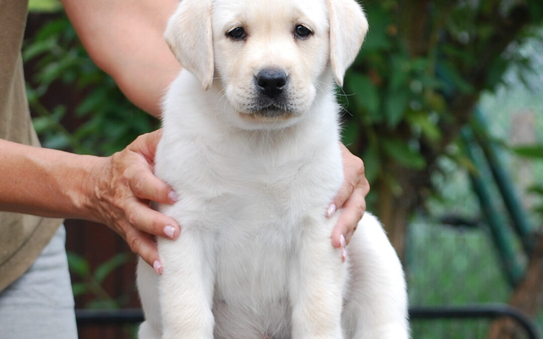 Černá a smetanová štěňátka…