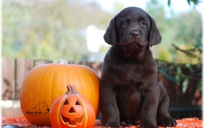 Plánujeme čokoládová a černá štěňátka…