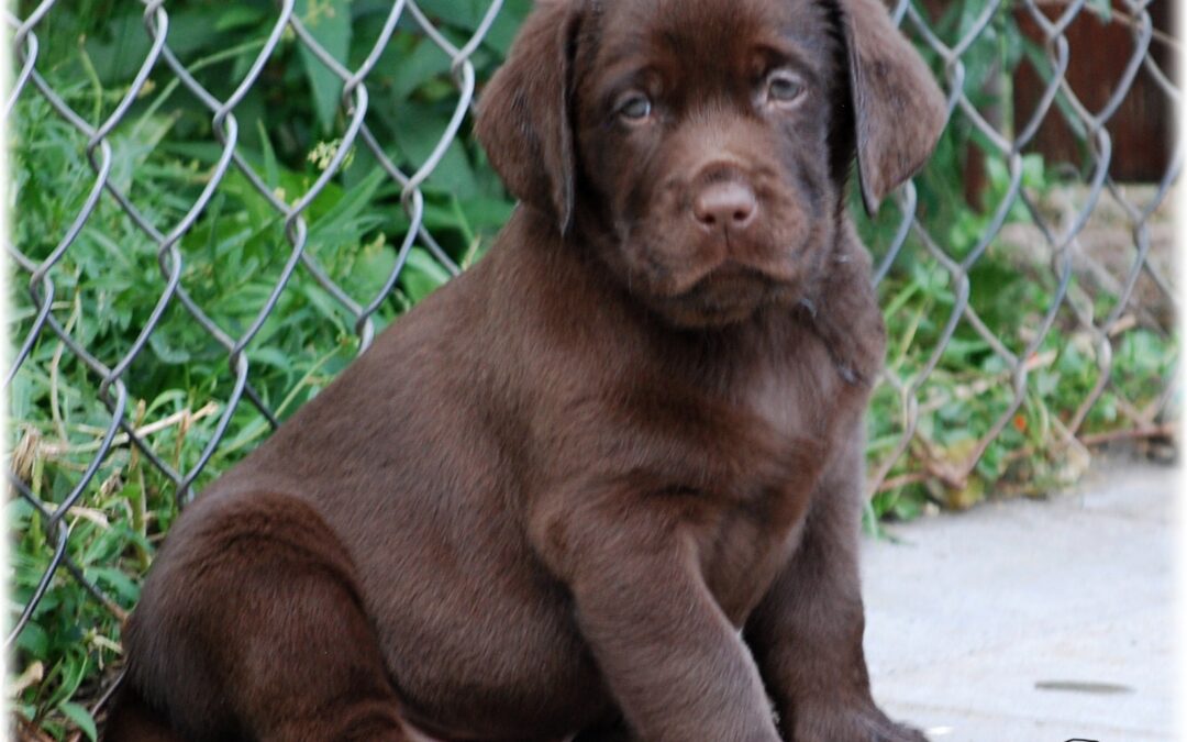 Černá a čokoládová štěňátka…