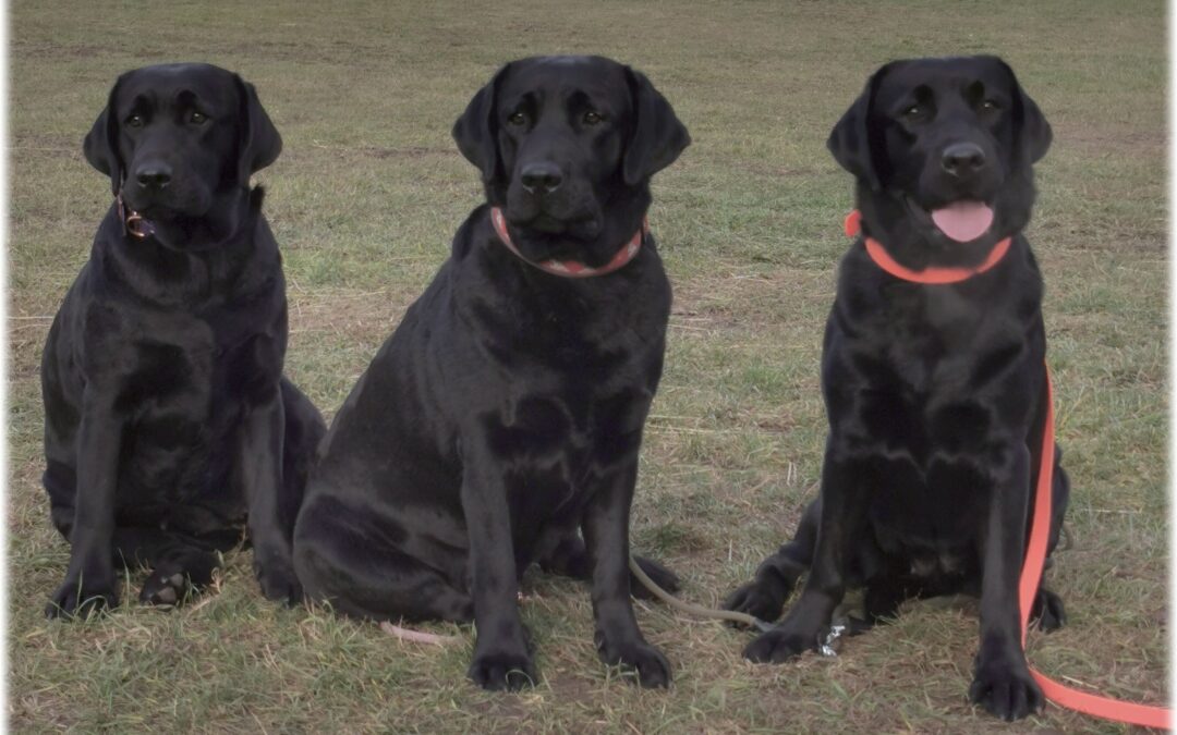 Výstavní úspěchy našich černých krásek!!!