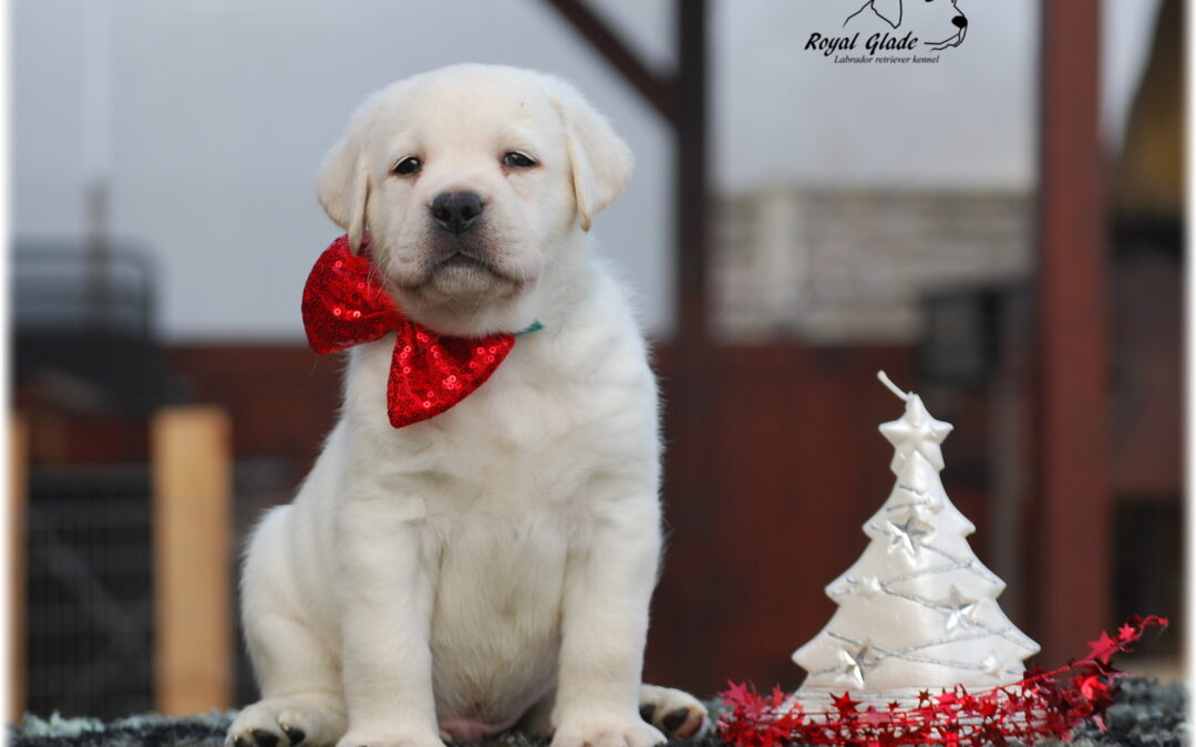 Plánujeme VÁNOČNÍ štěňátka labradorů !!!