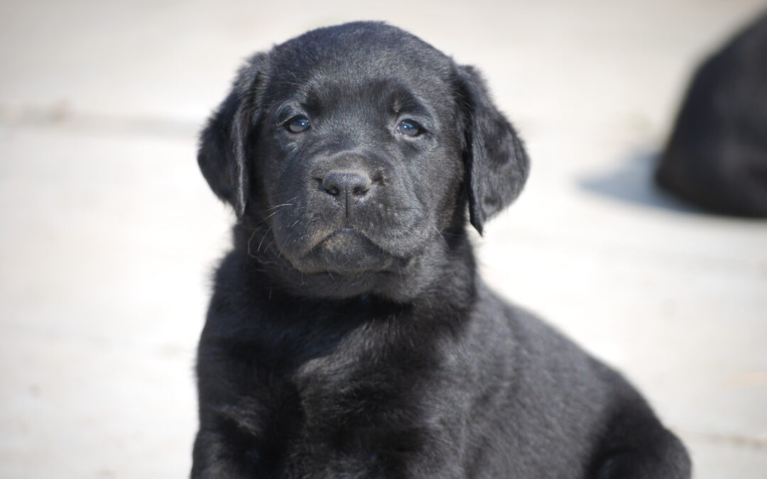 Černá štěňátka labradorů…