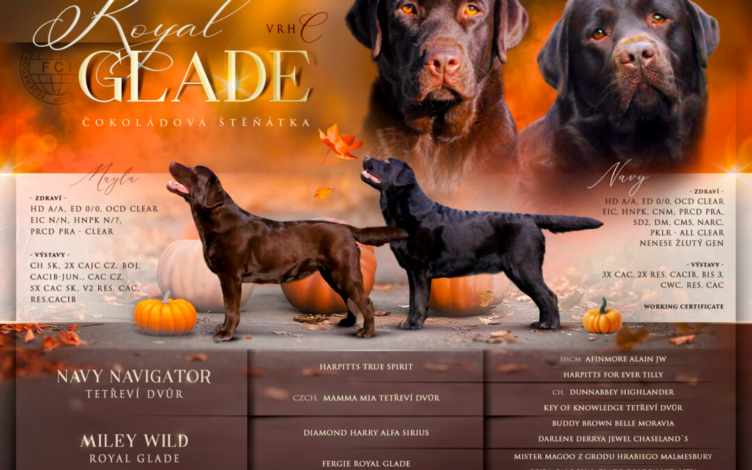 Labrador – volný čokoládový pejsek a fenka čoko a černá!!!