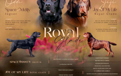 Máme VÁNOČNÍ černá a čokoládová štěňátka !!!