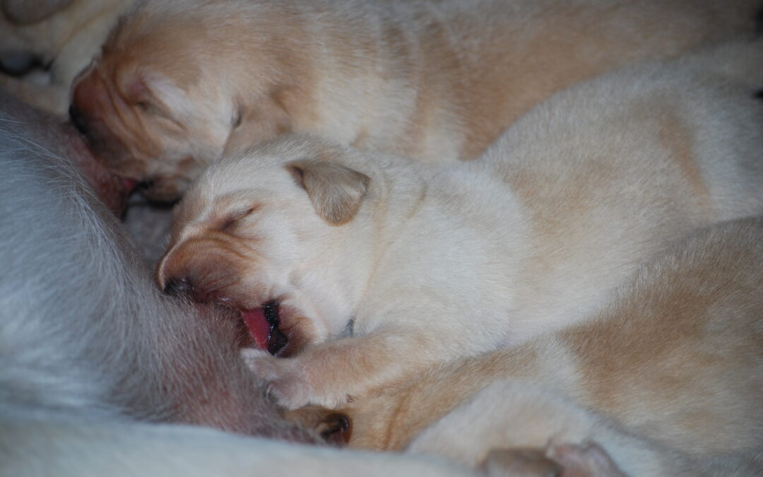 Máme VÁNOČNÍ žlutá a smetanová štěňátka!!!