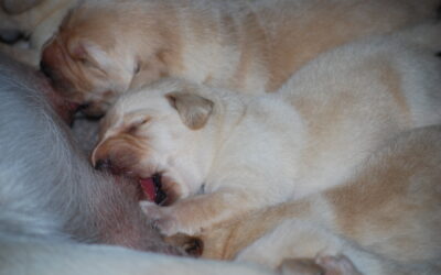 Máme VÁNOČNÍ žlutá a smetanová štěňátka!!!