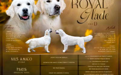 Máme štěňátka goldenů !!!