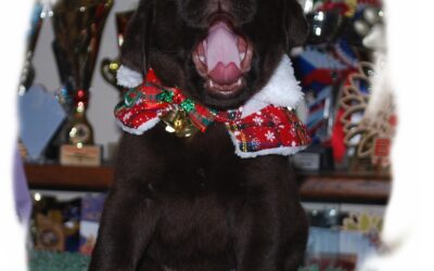 Všechna naše štěňátka již našla své nové doma…..